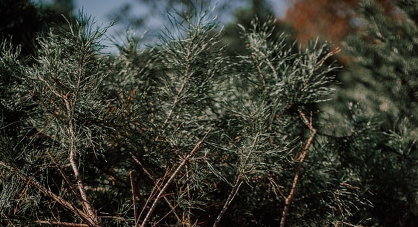 Family Adventure For The Perfect Xmas Tree