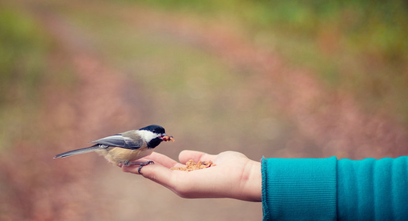 Caring For Nature While Camping, Hiking, Backpacking